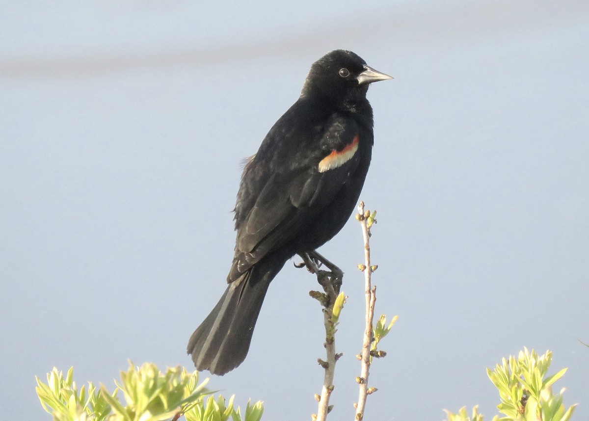 Red-winged Blackbird - ML628076077