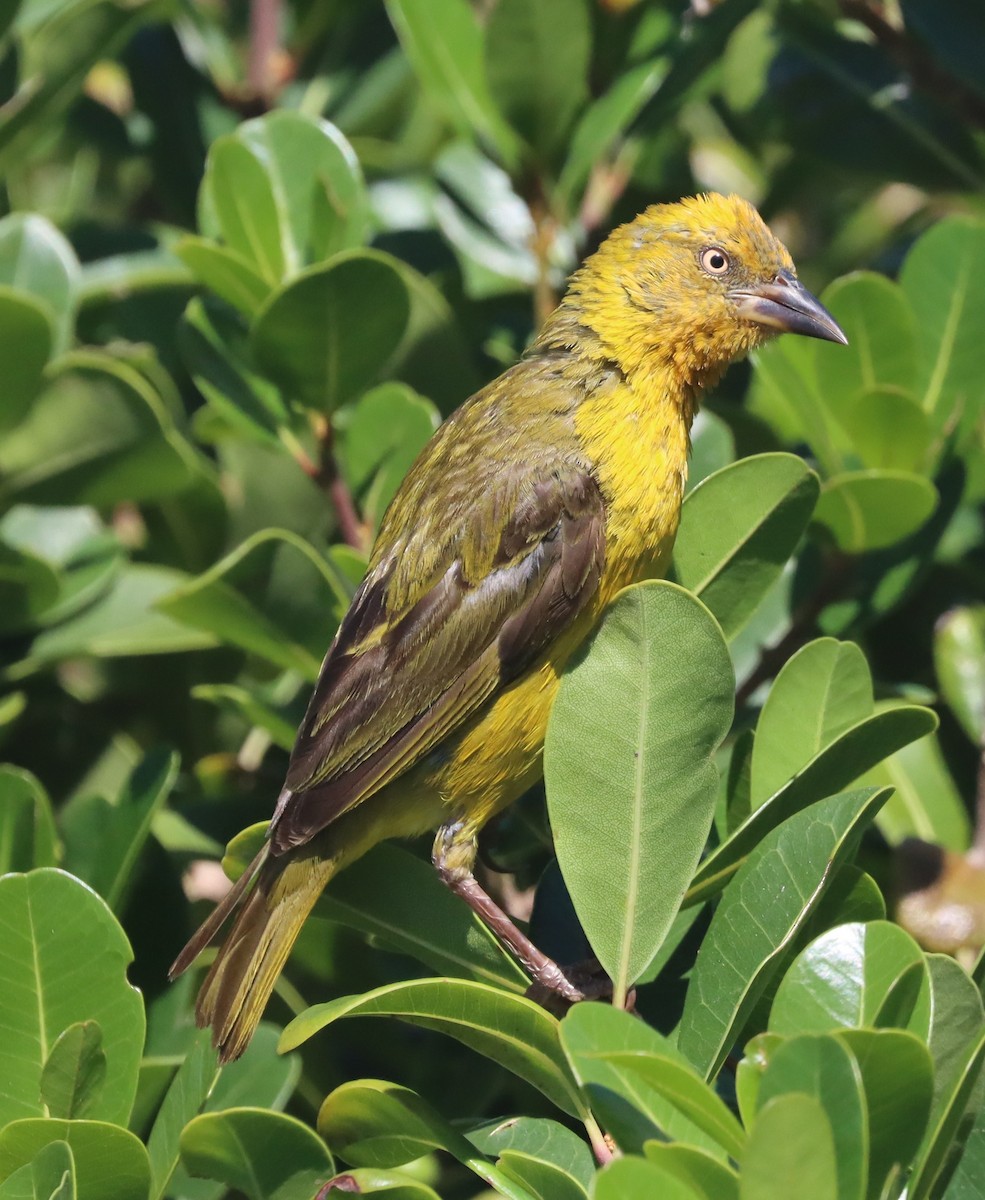 Cape Weaver - ML628076096