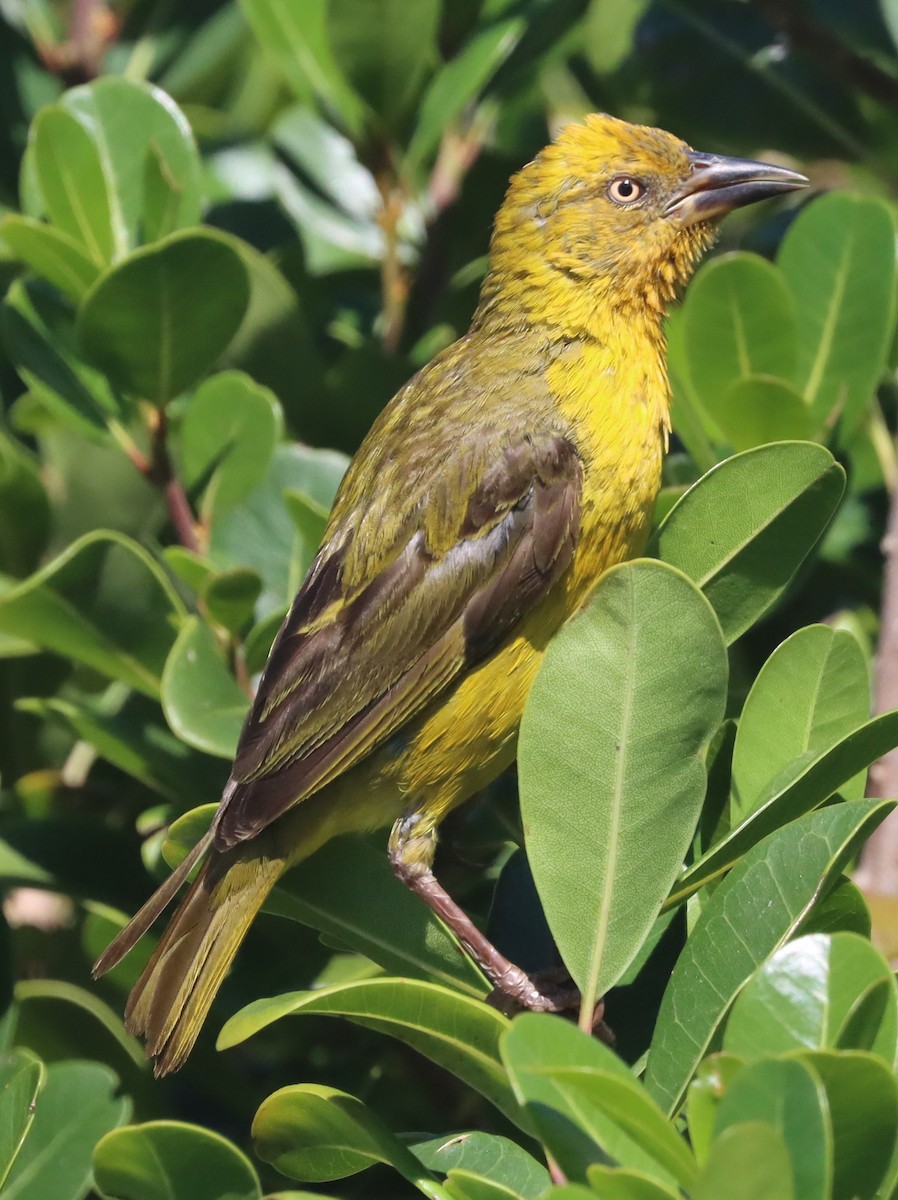 Cape Weaver - ML628076104