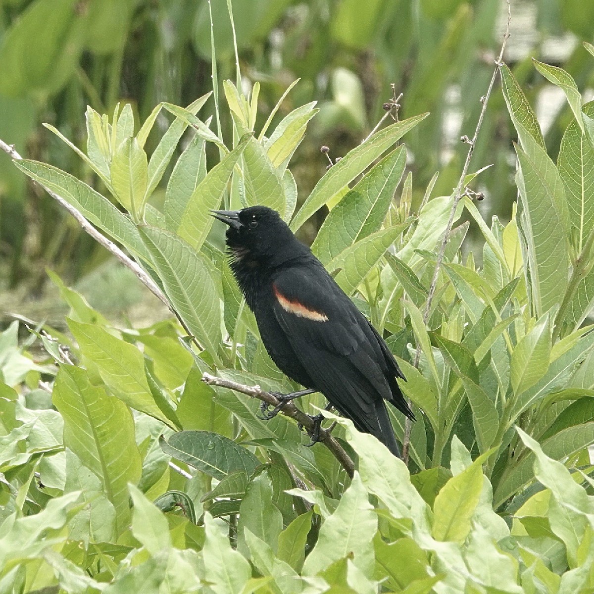 Red-winged Blackbird - ML628076106