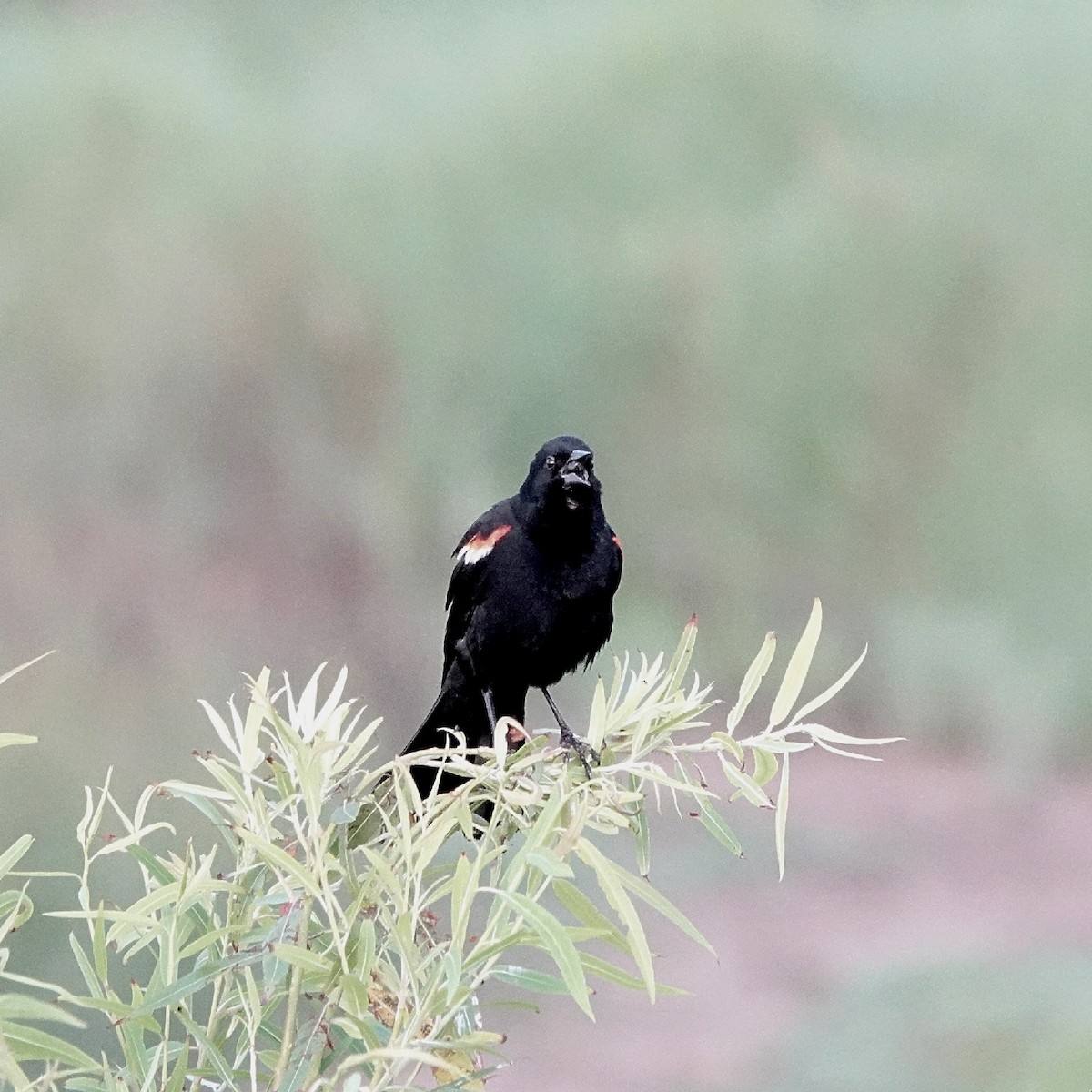 Red-winged Blackbird - ML628076131