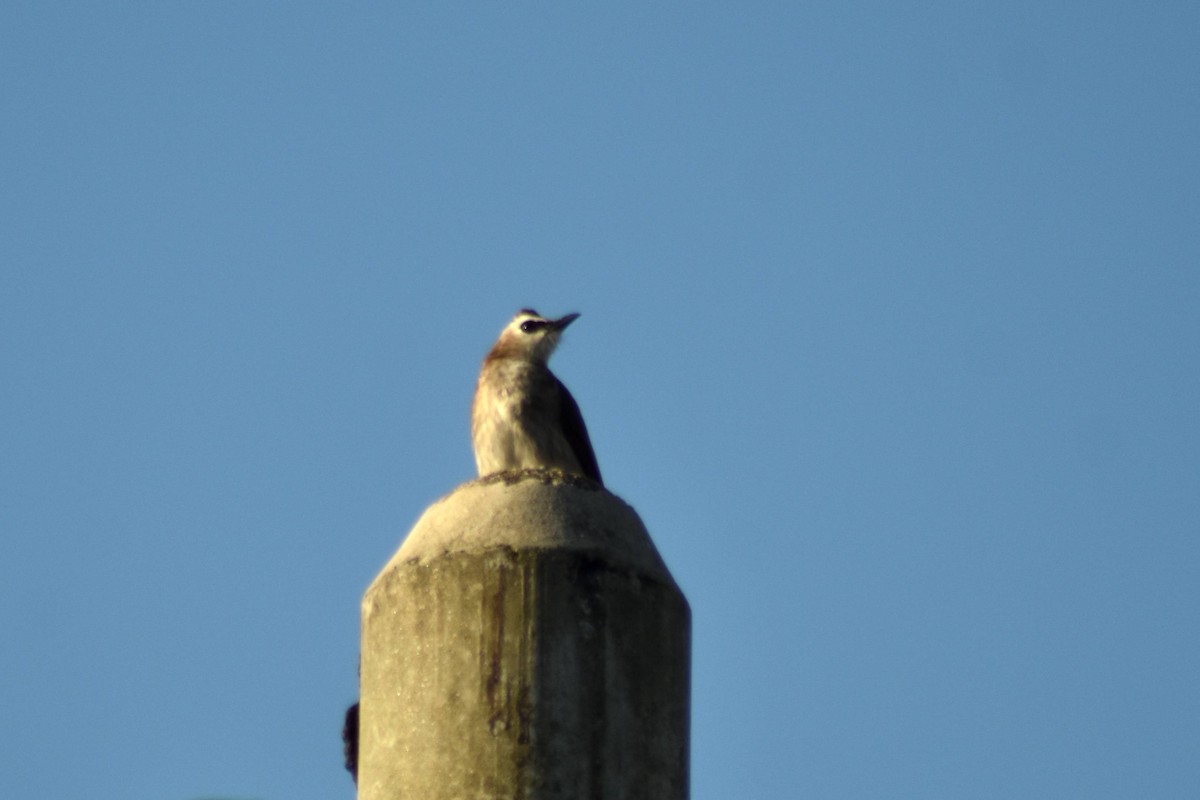 Yellow-vented Bulbul - ML628076144