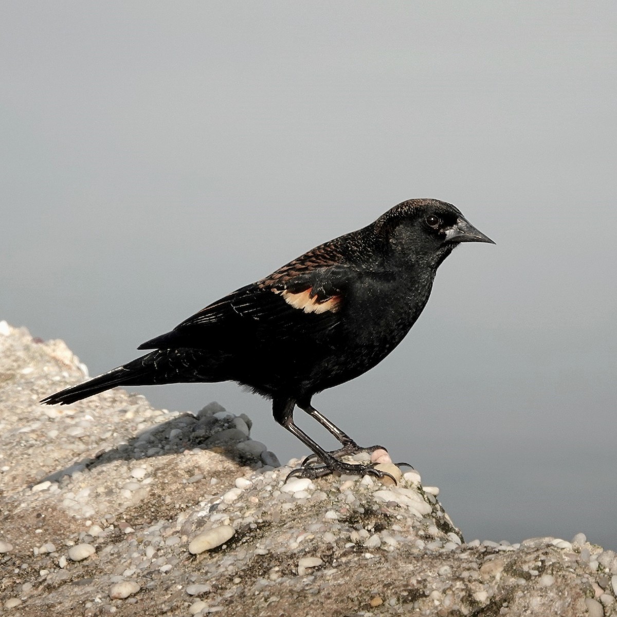 Red-winged Blackbird - ML628076167