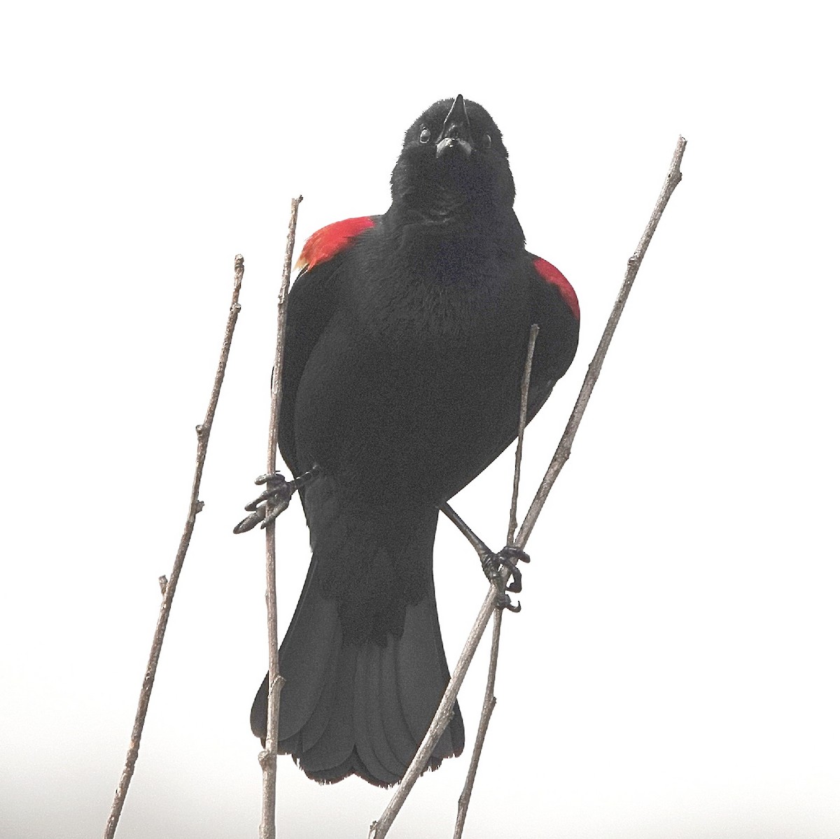 Red-winged Blackbird - ML628076193