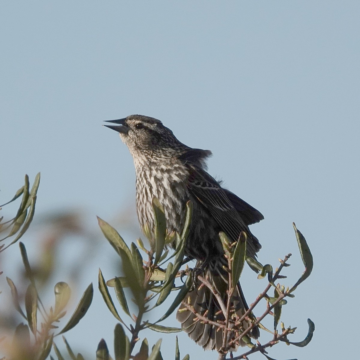 Red-winged Blackbird - ML628076206