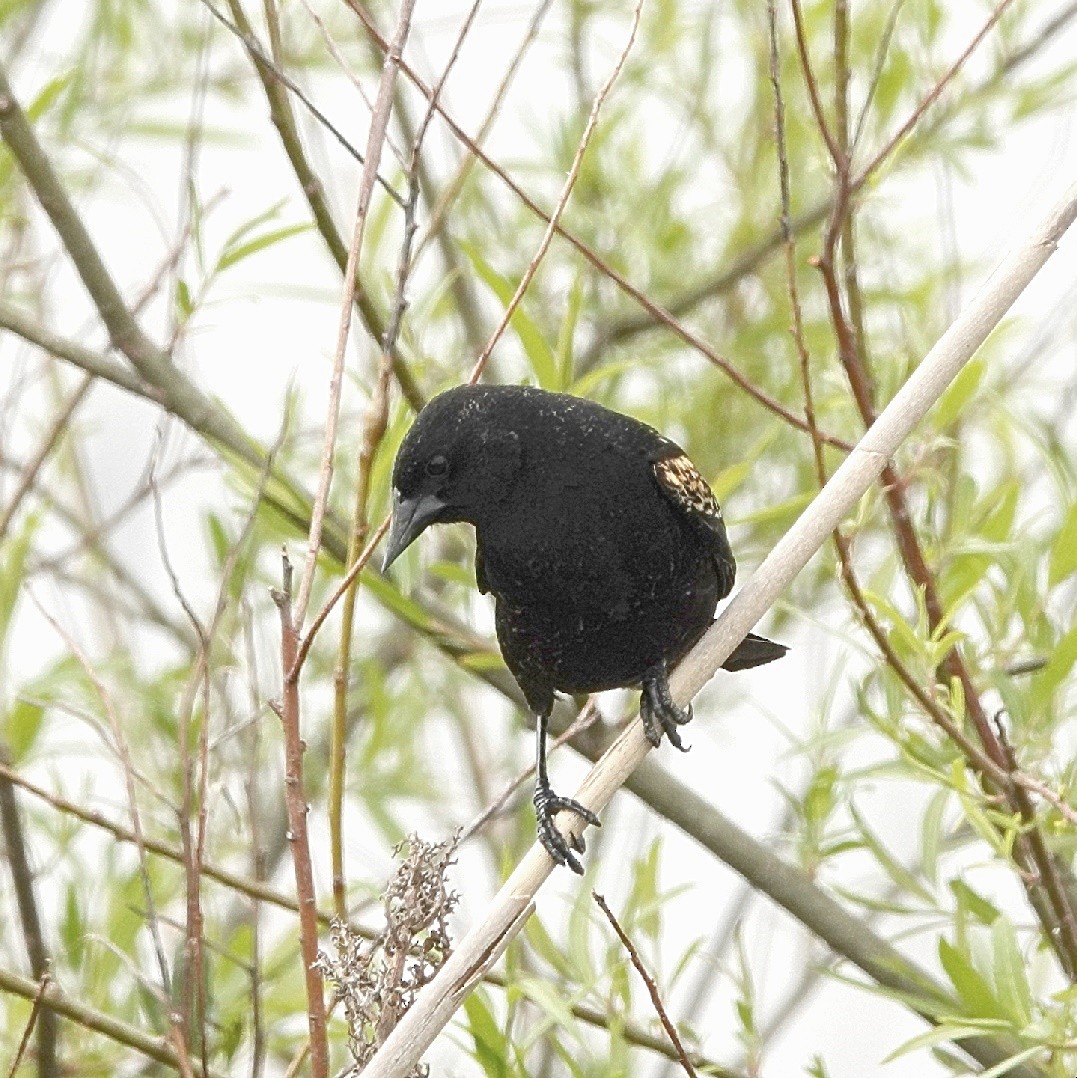 Red-winged Blackbird - ML628076225