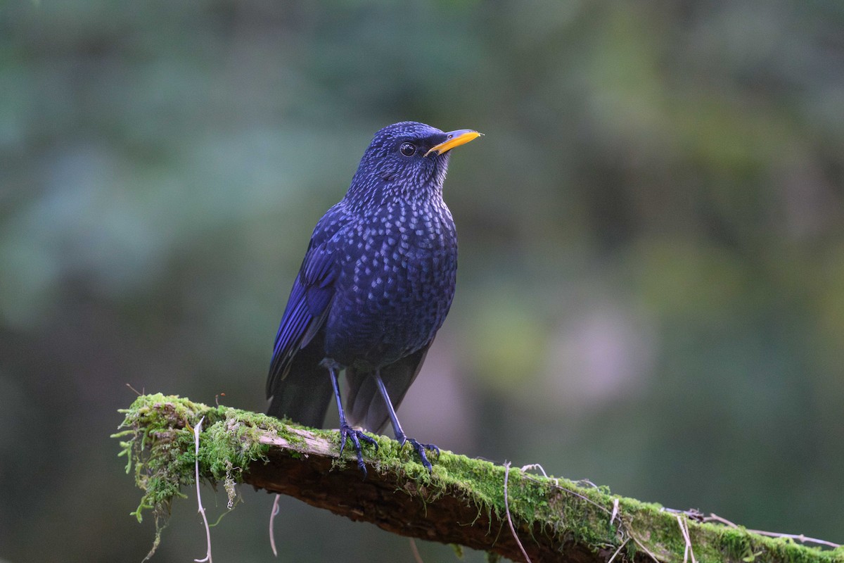 Blue Whistling-Thrush (Yellow-billed) - ML628076229