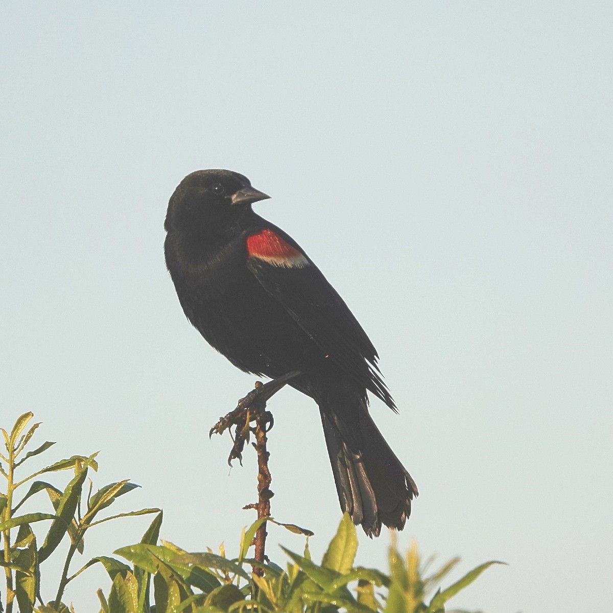 Red-winged Blackbird - ML628076239