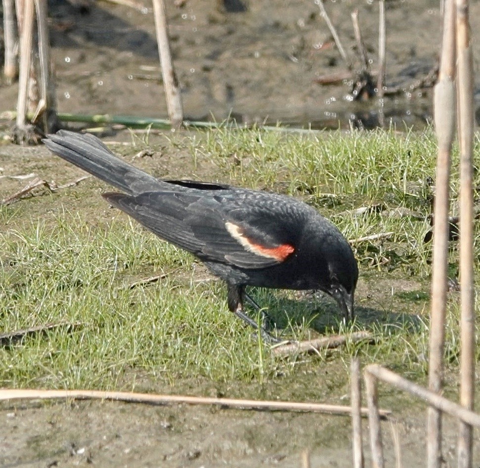 Red-winged Blackbird - ML628076246