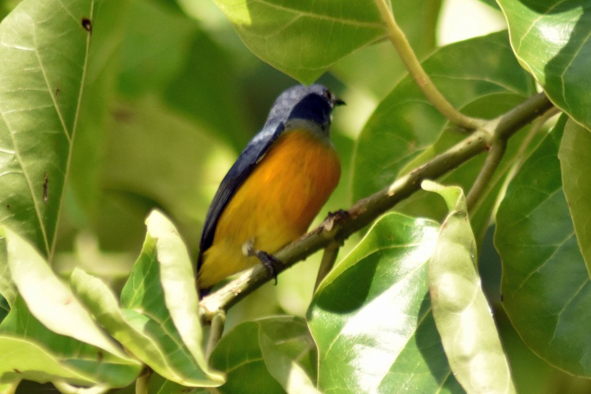 Orange-bellied Flowerpecker - ML628076252