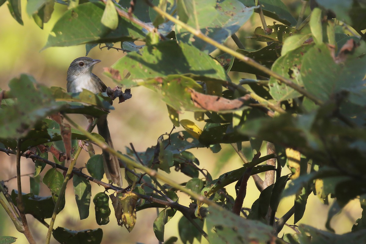 Prinia des montagnes - ML628076271