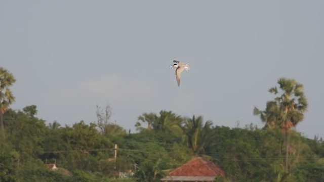 Little Tern - ML628076343
