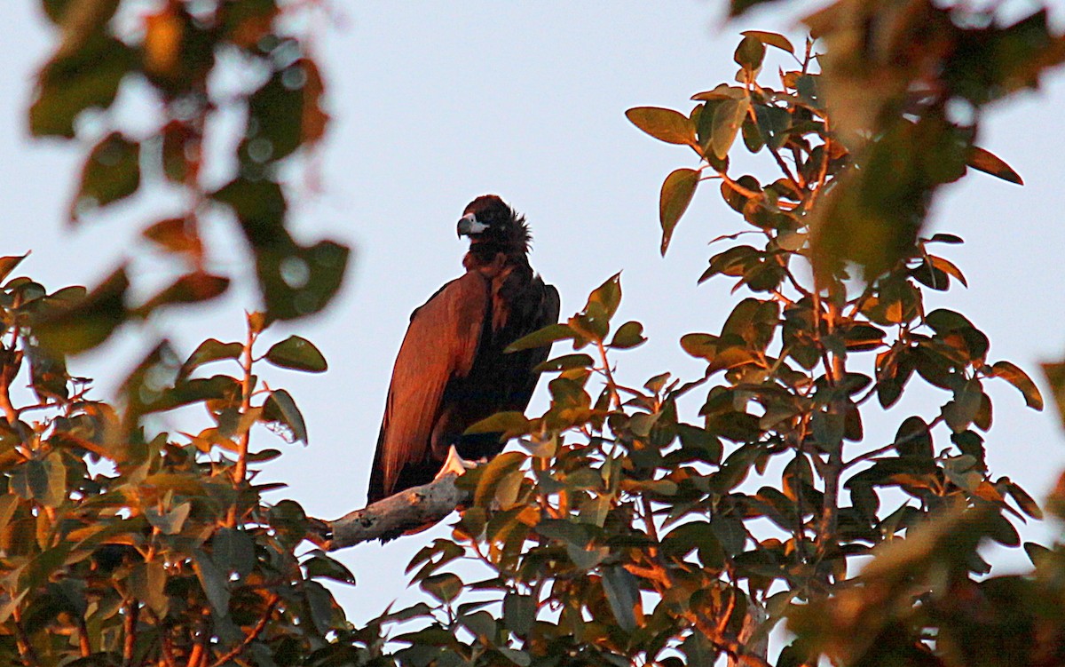 Cinereous Vulture - ML628076378