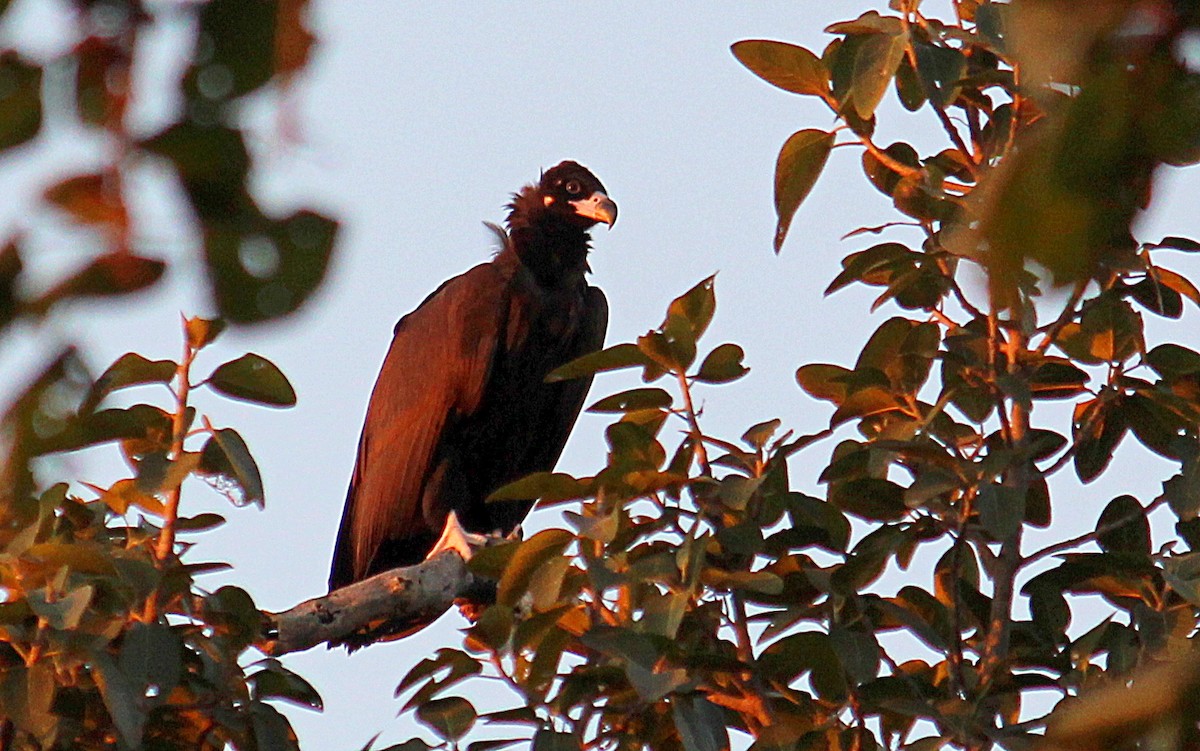 Cinereous Vulture - ML628076379