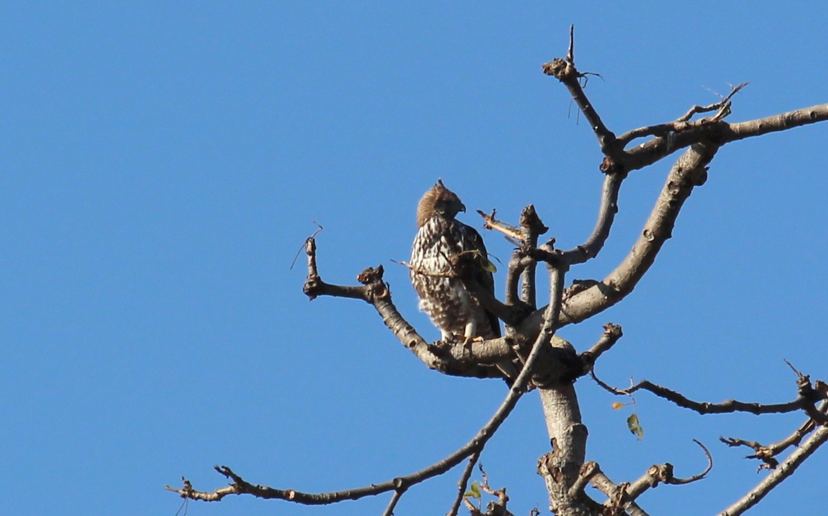 Changeable Hawk-Eagle - ML628076384