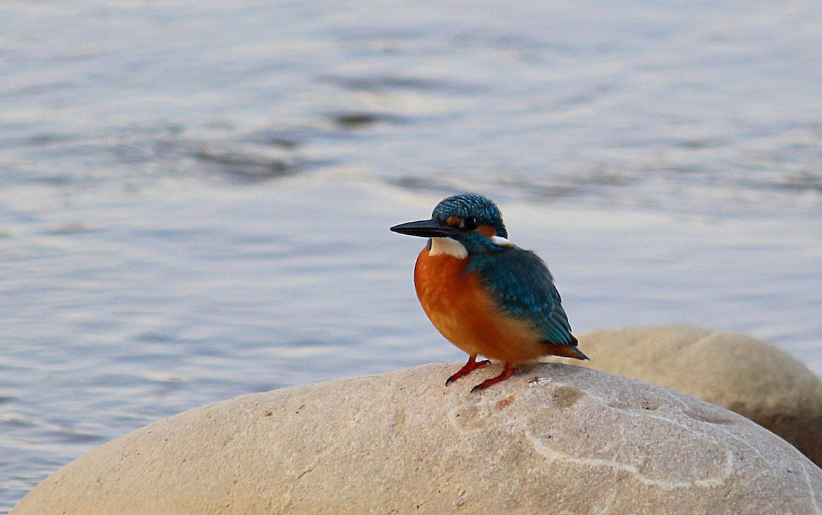 Common Kingfisher - ML628076387