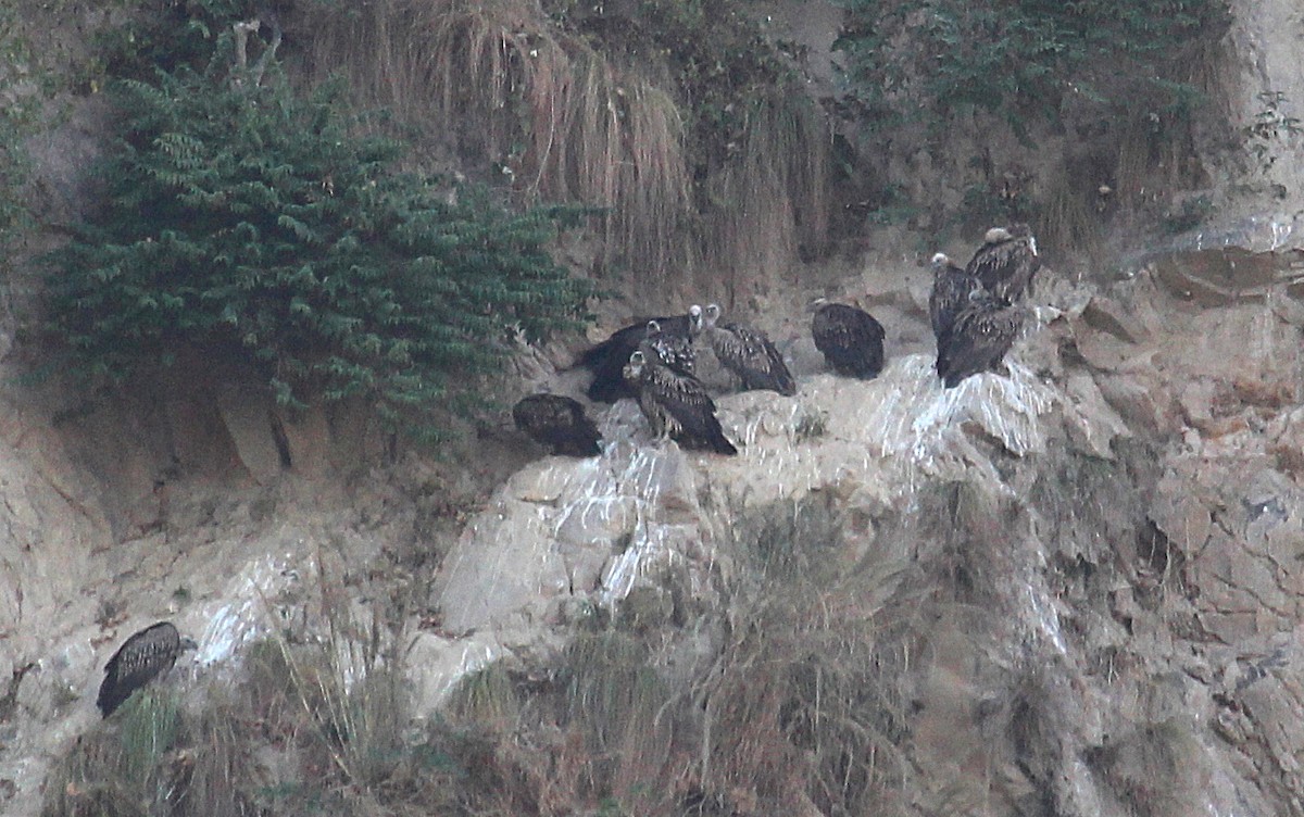 Himalayan Griffon - ML628076392