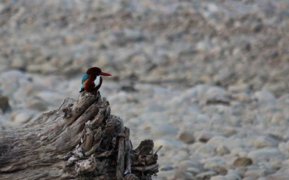White-throated Kingfisher - ML628076400