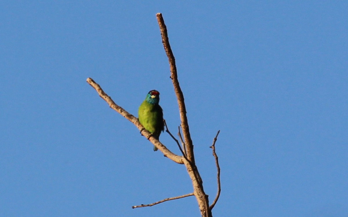 Blue-throated Barbet - ML628076405