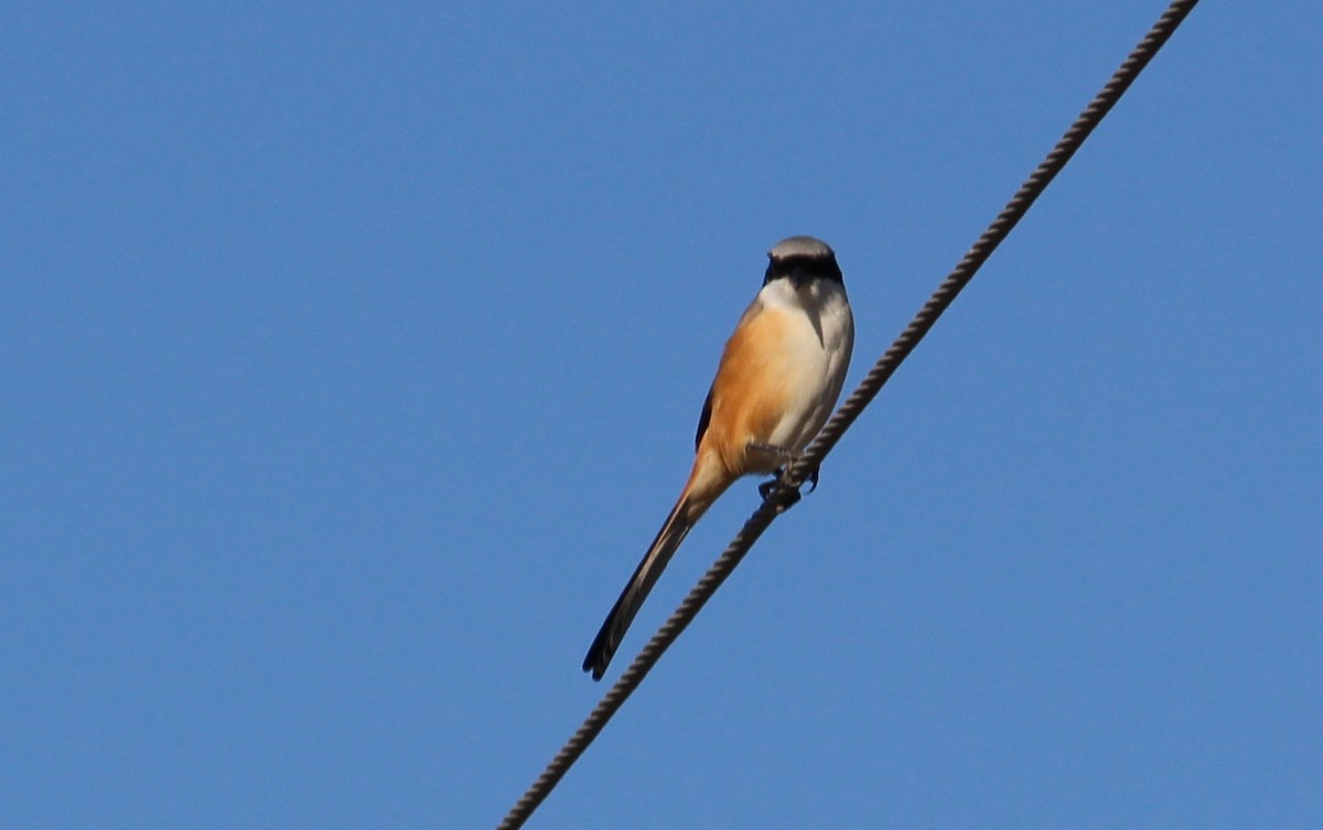 Long-tailed Shrike - ML628076408