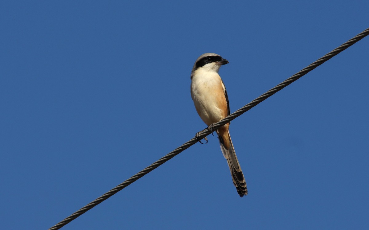Long-tailed Shrike - ML628076409