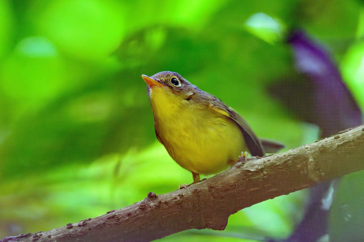 Mosquitero de Martens - ML628076410