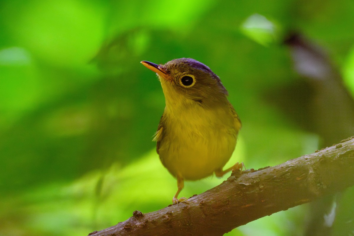 Mosquitero de Martens - ML628076411