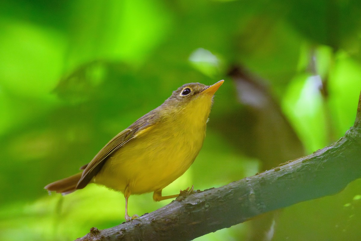 Mosquitero de Martens - ML628076412