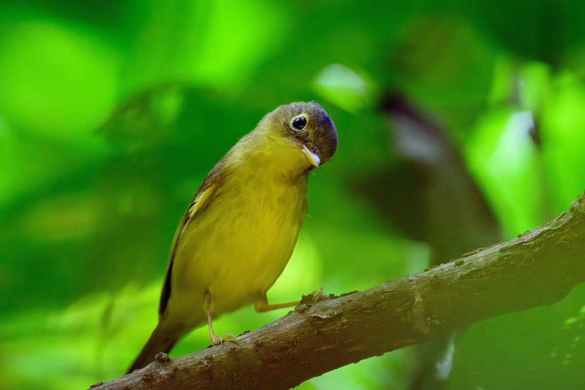 Mosquitero de Martens - ML628076413