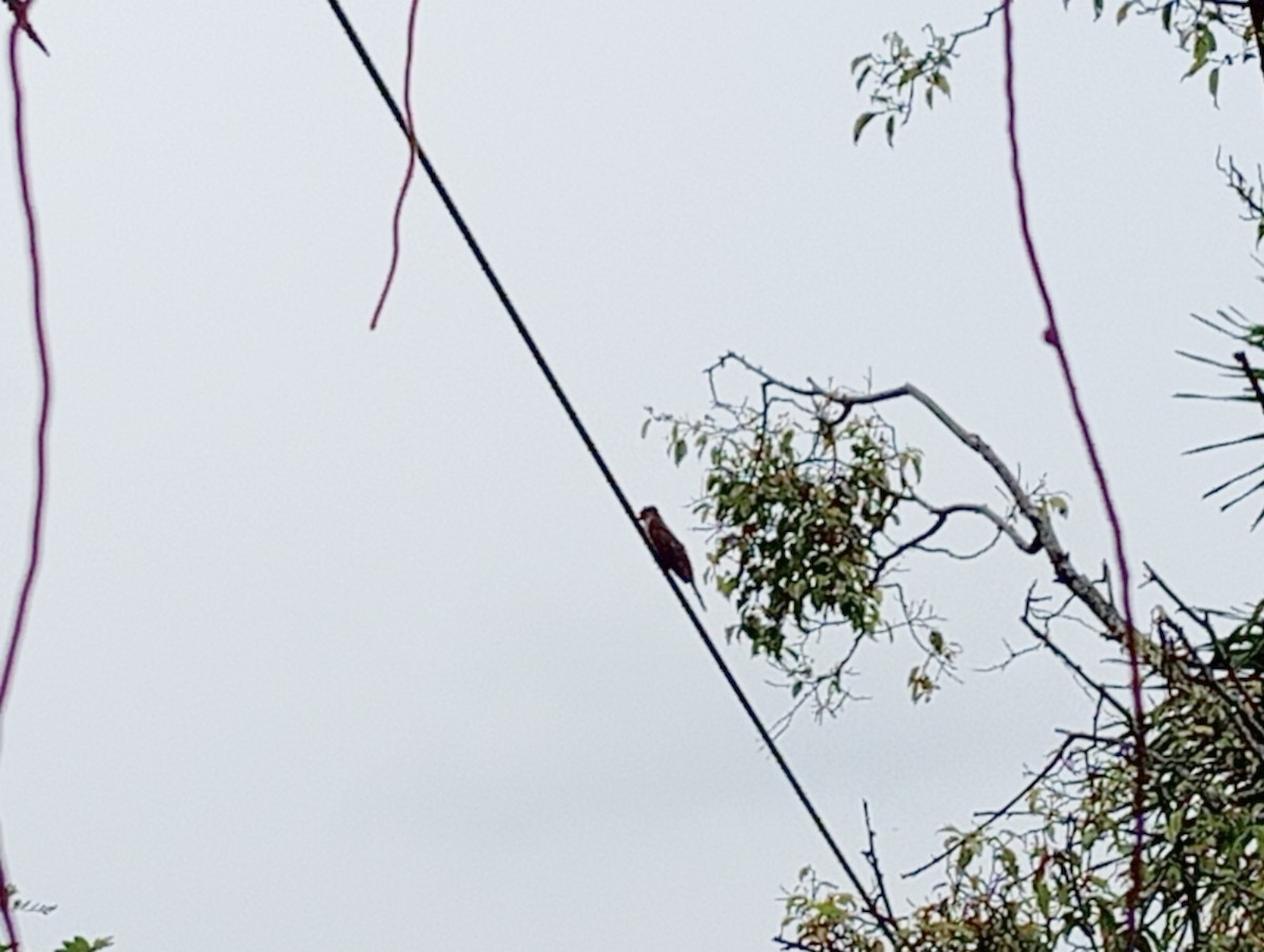 Plaintive Cuckoo - ML628076415