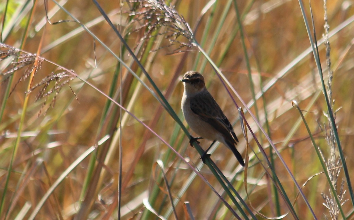 Siberian Stonechat - ML628076418