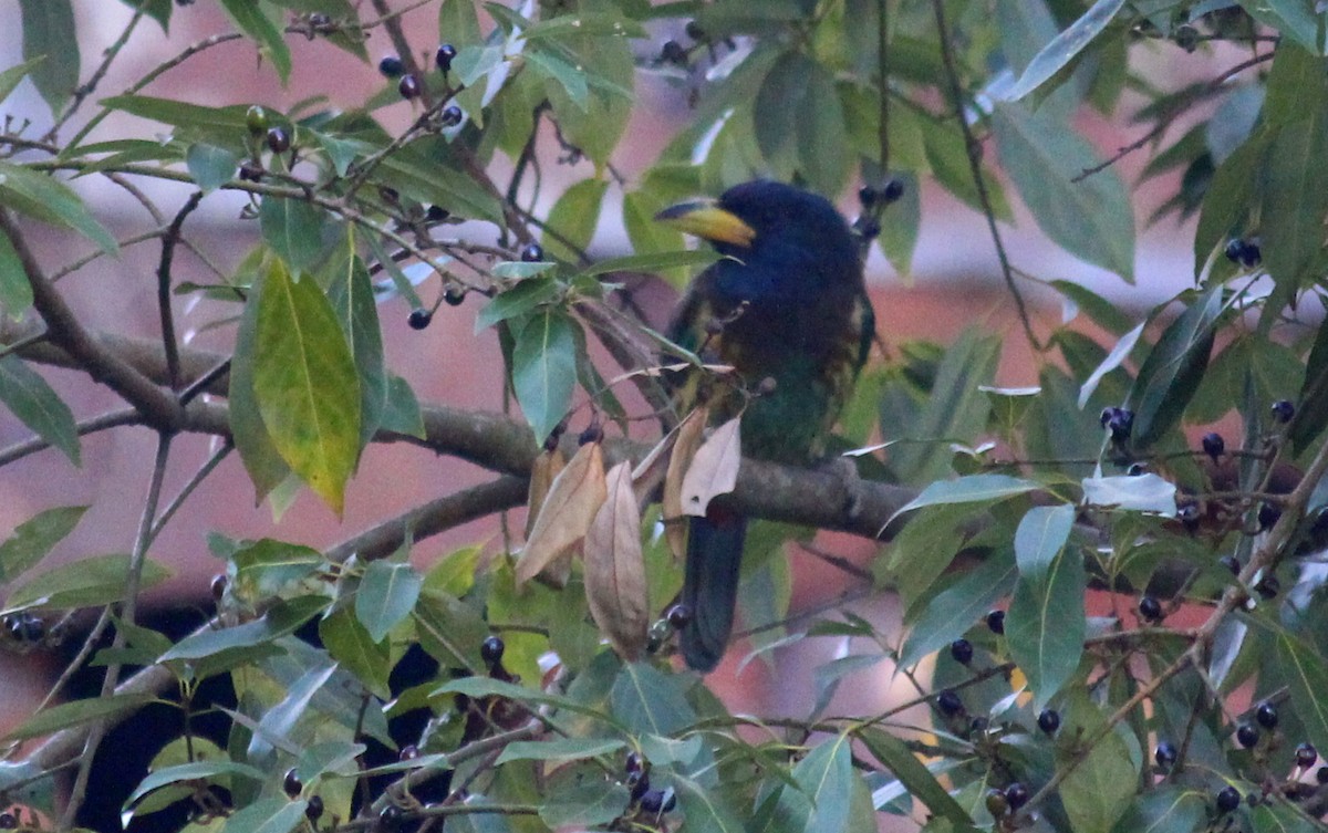 Great Barbet - ML628076456
