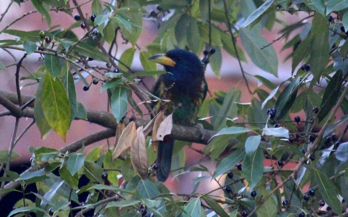 Great Barbet - ML628076457