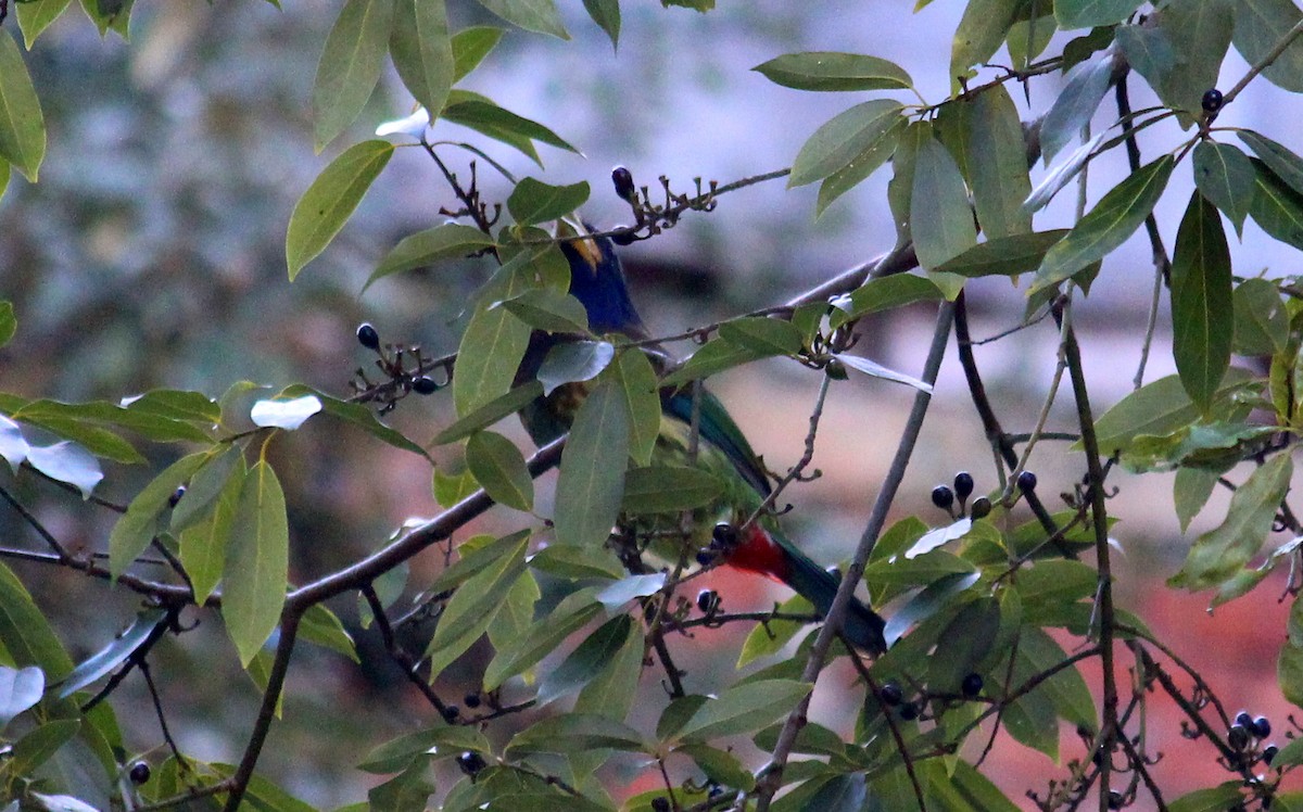 Great Barbet - ML628076458