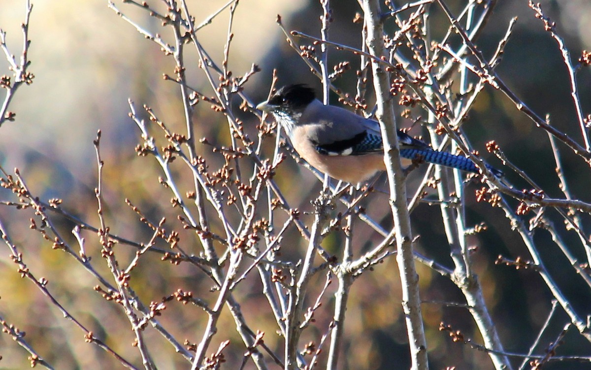 Black-headed Jay - ML628076466