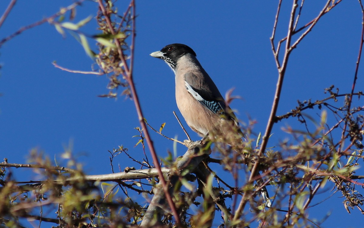 Black-headed Jay - ML628076467