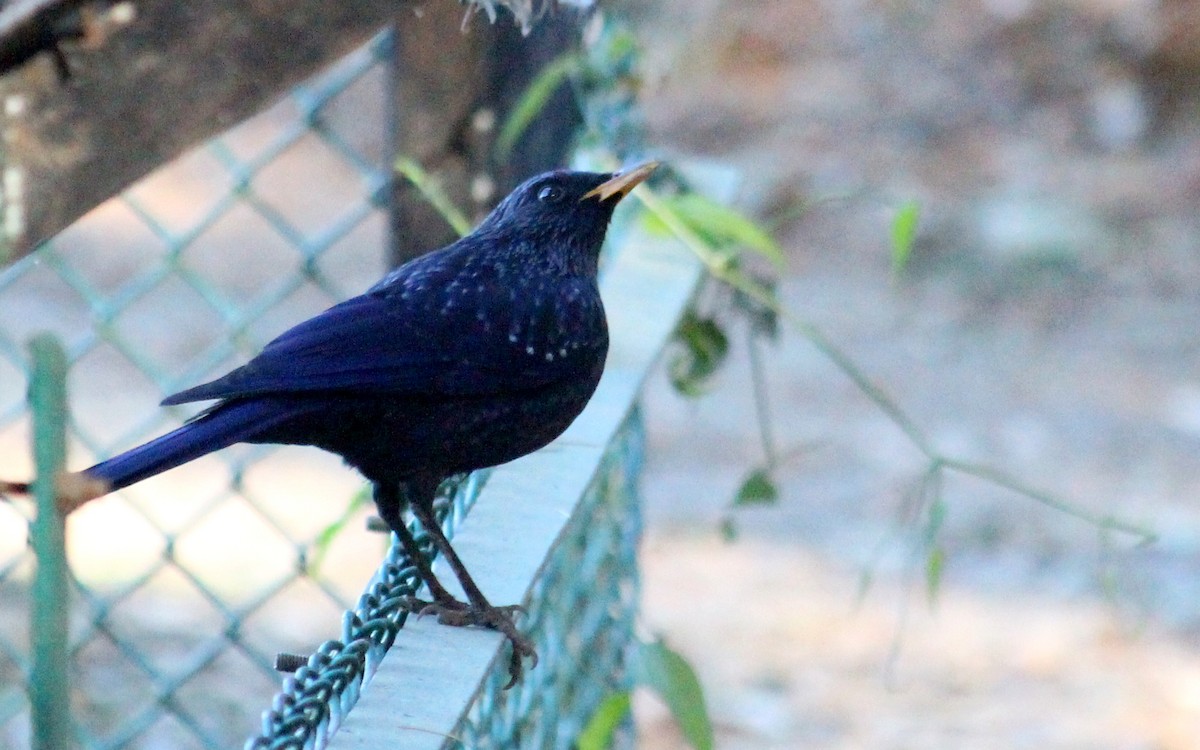 Blue Whistling-Thrush - ML628076486