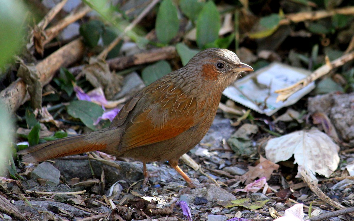 Streaked Laughingthrush - ML628076498