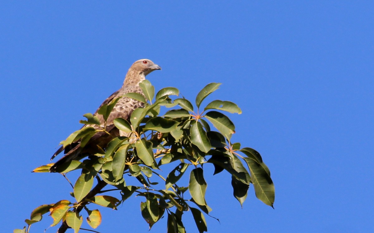 Oriental Honey-buzzard - ML628076519