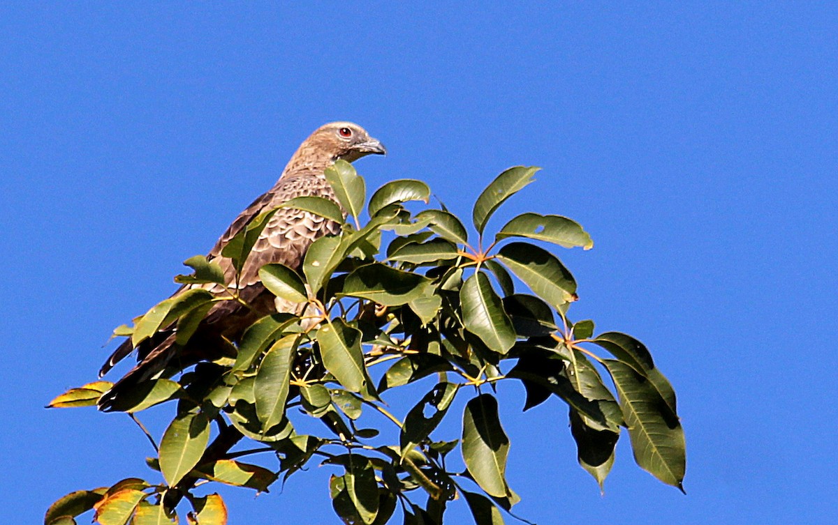 Oriental Honey-buzzard - ML628076521