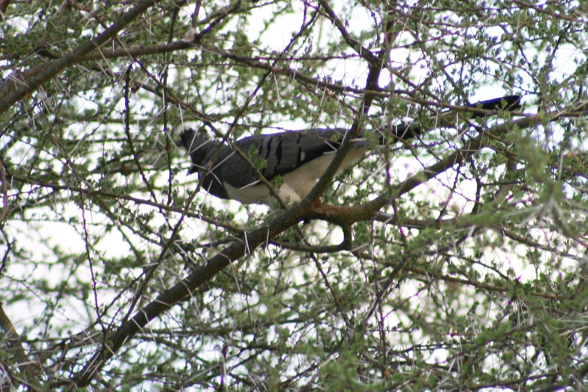 White-bellied Go-away-bird - ML628076579