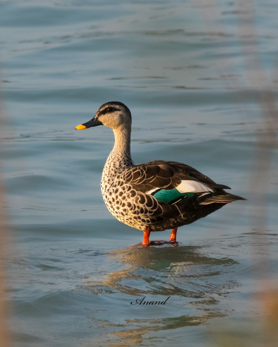 Indian Spot-billed Duck - ML628076591