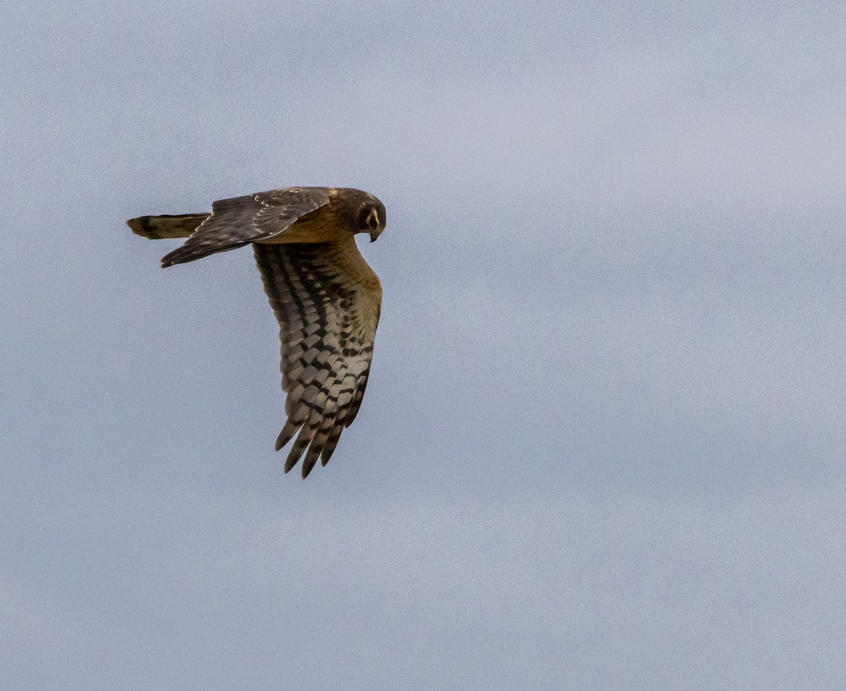 Northern Harrier - ML628076637