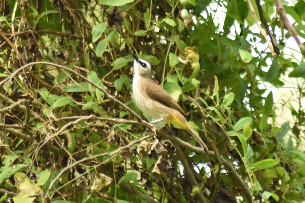 Yellow-vented Bulbul - ML628076646