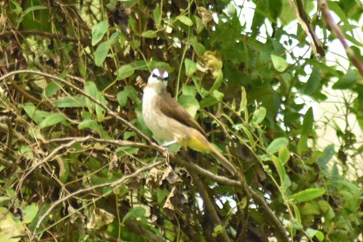 Yellow-vented Bulbul - ML628076647