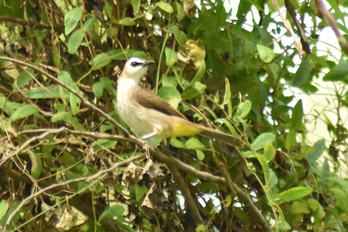 Yellow-vented Bulbul - ML628076648