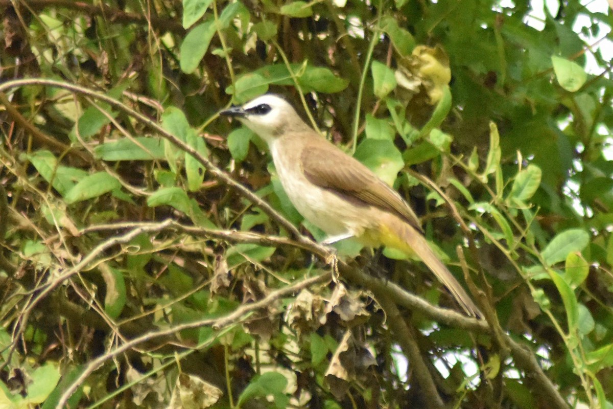 Yellow-vented Bulbul - ML628076649