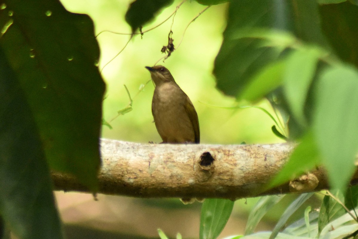 Red-eyed Bulbul - ML628076654