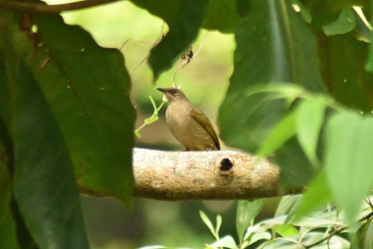 Red-eyed Bulbul - ML628076655