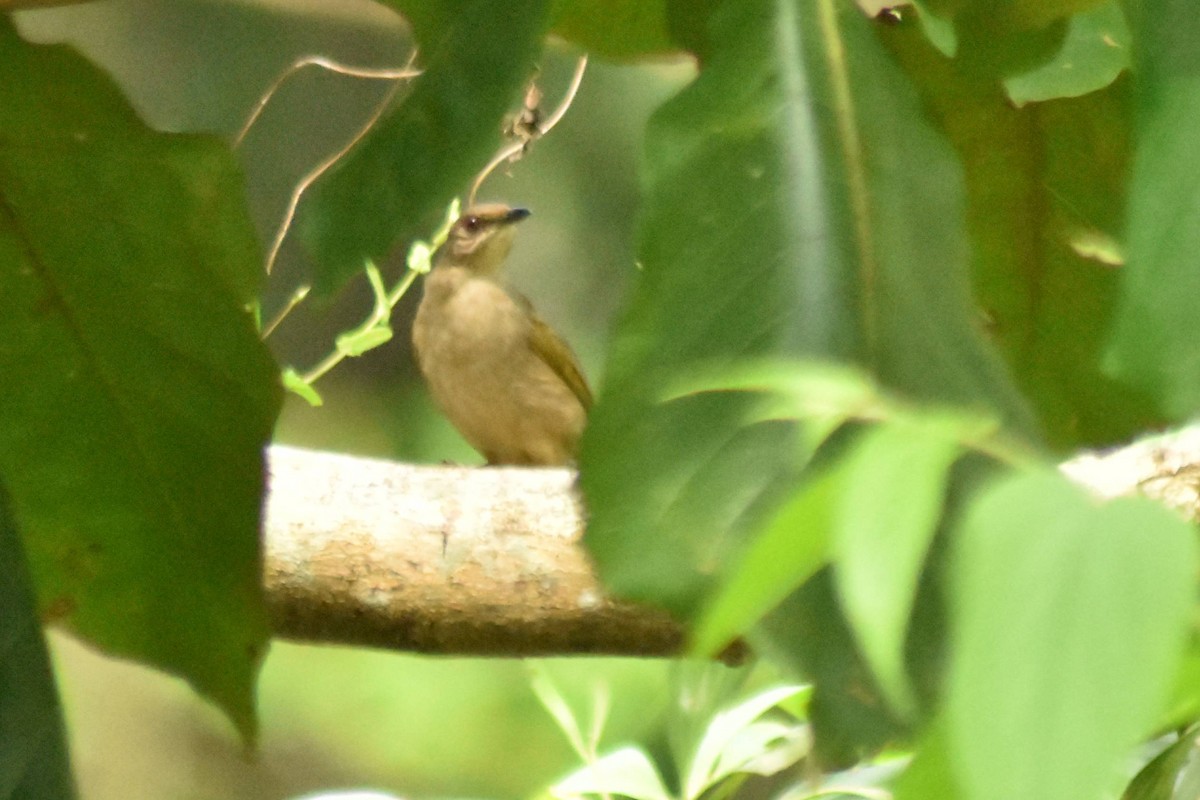 Red-eyed Bulbul - ML628076656